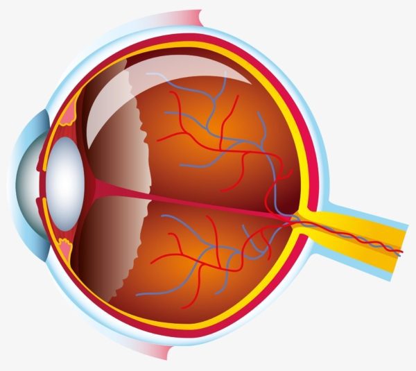 Altersbedingte_Makuladegeneration_AMD_Auge_Querschnitt-600x535