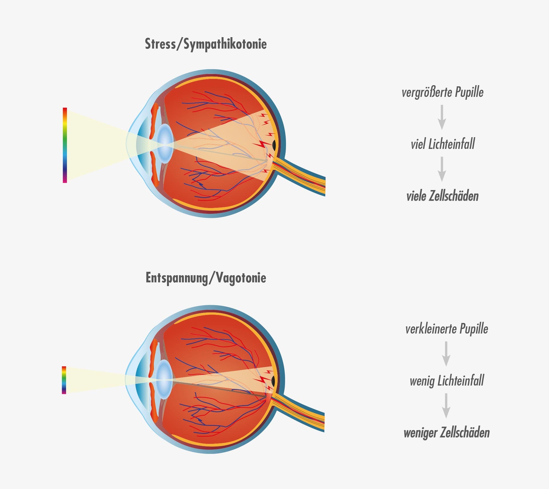 Altersbedingte_Makuladegeneration_AMD_Lichteinfall_ins_Auge