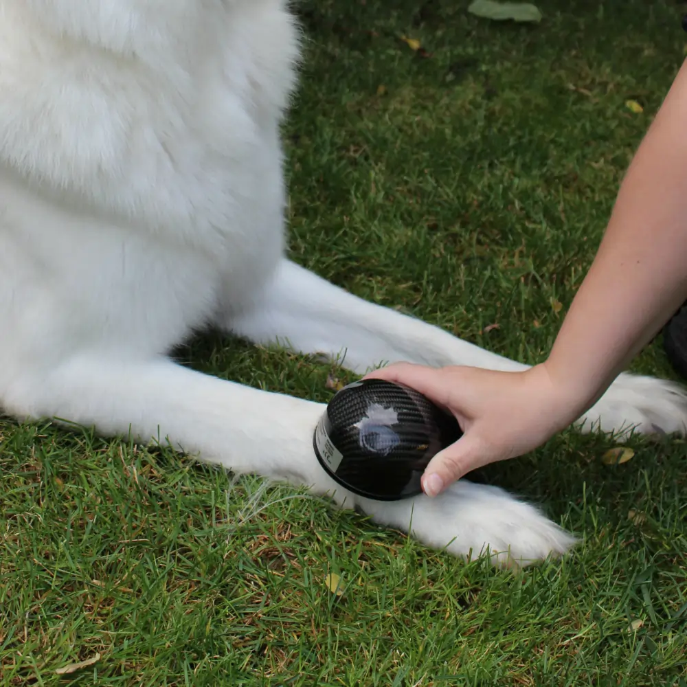 Hund_Anwendung_Pfote_Airnergy-Stream