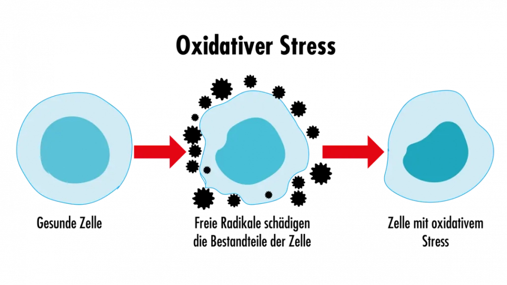 Zelle_mit_oxidativem_Stress_c-1030x579